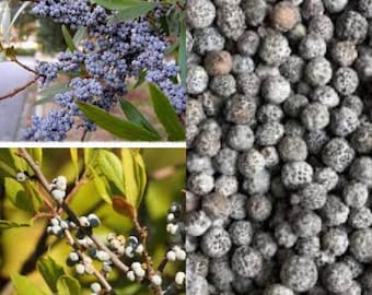Seeds for planting, Myrica cerifera dried berries seeds, Southern Wax Myrtle,~ bulk wholesale seed.