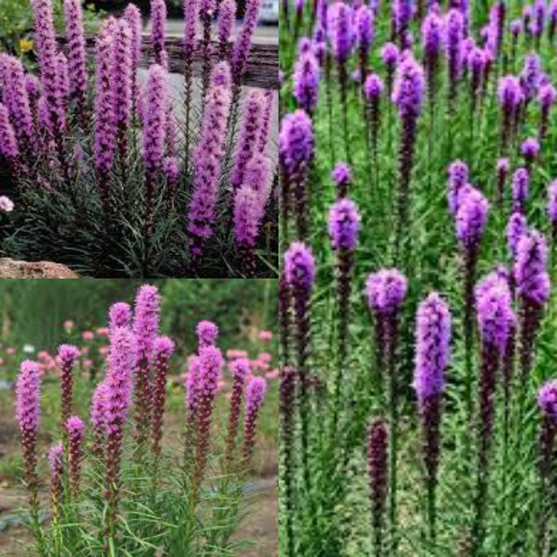 Seeds for Planting Liatris Spicata Kobold Seeds Dense Etsy