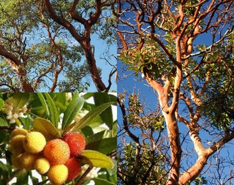 Seeds for planting, Arbutus menziesii clean seed seeds, Pacific Madrone, Strawberry Tree, Bearberry, ~ bulk wholesale seed