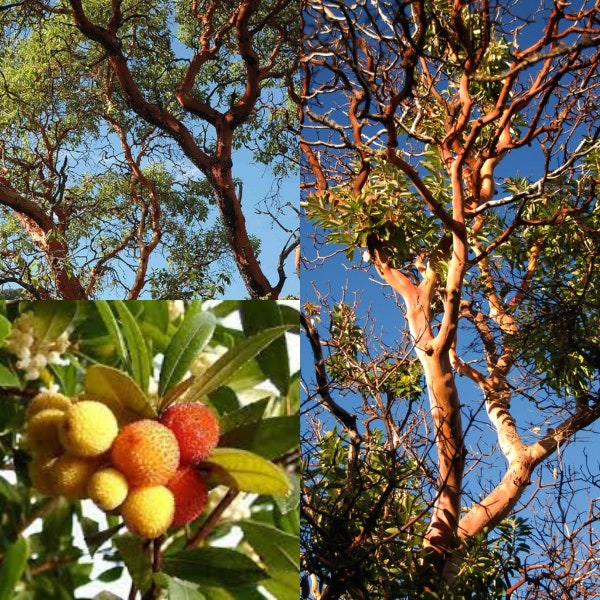Seeds for planting, Arbutus menziesii clean seed seeds, Pacific Madrone, Strawberry Tree, Bearberry, ~ bulk wholesale seed