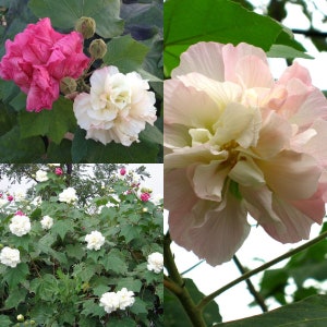 May include: A collage of four images featuring pink, white, and light pink hibiscus flowers with green leaves. The flowers are in various stages of bloom, showcasing their delicate petals and intricate details.