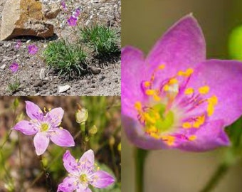 Seeds for planting, Talinum rugospermum seeds, prairie fameflower, rough-seeded fameflower,~ bulk wholesale lot 100 seed.