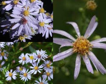 Seeds for planting, Symphyotrichum shortii seeds, Short's aster,~ bulk wholesale seeds.