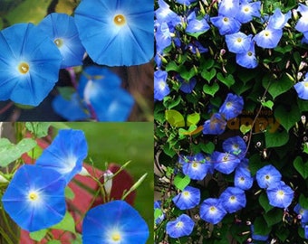 Seeds for planting, Ipomoea tricolor Heavenly Blue seeds, Grannyvine, Heavenly Blue Morning Glory,~ bulk wholesale seed.