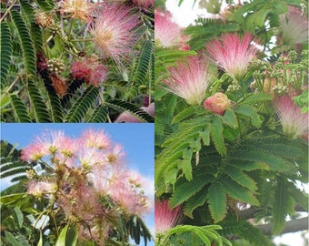 Seeds for planting, Albizia julibrissin E.H. Wilson seeds, E.H. Wilson Silk-tree,~ bulk wholesale seed.