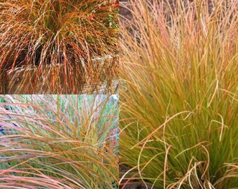 Seeds for planting, Carex testacea seeds, Orange Sedge, Speckled Sedge, Red Switch Grass, ~ bulk wholesale seed