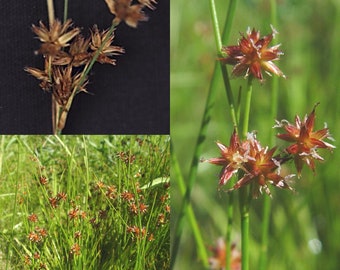 Seeds for planting, Juncus nodosus seeds, knotted rush, ~ bulk wholesale seeds.