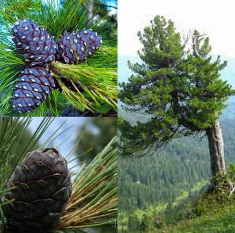 Seeds for planting, Pinus cembra sibirica seeds, Sibirica Swiss Stone Pine, Sibirian Pine, bulk wholesale seed. image 1