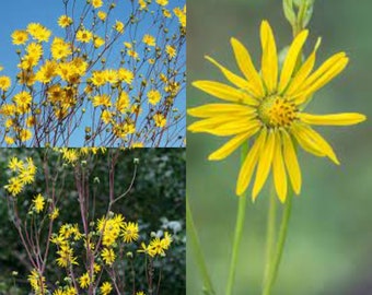 Seeds for planting, Silphium terebinthinaceum seeds, Prairie Rosinweed, Prairie Dock,~ bulk wholesale seeds.