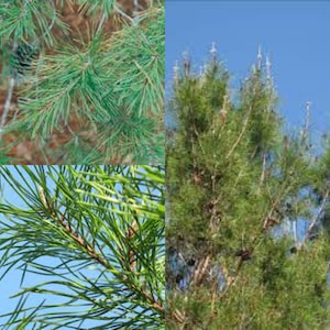 May include: Close-up of green pine needles on a branch. The needles are long and thin, and they are arranged in clusters. The background is a blurry image of a pine tree.