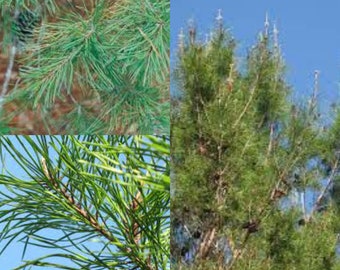 Seeds for planting, Pinus clausa Choctawhatchee seeds, Sand Pine, Choctawhatchee Sand Pine,~ bulk wholesale seed.