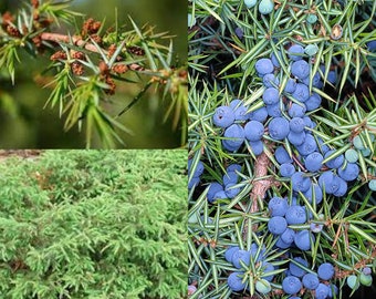 Seeds for planting, Juniperus communis seeds, Common Juniper,~ bulk wholesale seed.