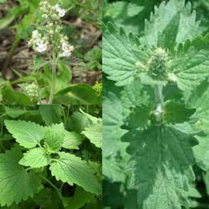 Seeds Catmint (Catnip, Catswort, Catwort) Heirloom Herbs for Planting Non  GMO
