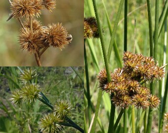 Seeds for planting, Juncus torreyi seeds, torrey's rush, ~ bulk wholesale seeds.