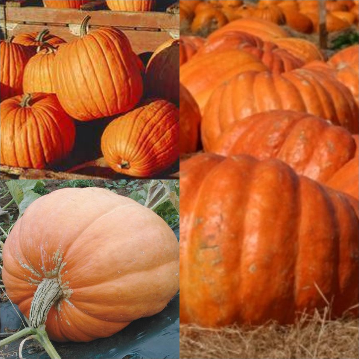 Seeds for Planting Cucurbita Pepo Atlantic Giant Seeds Etsy