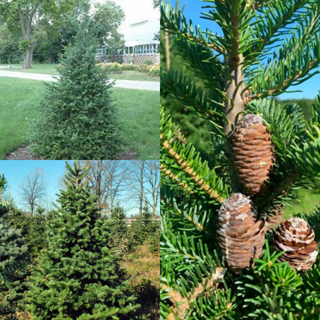 Seeds for Planting, Abies Balsamea WV Canaan Seeds, Canaan Fir, West