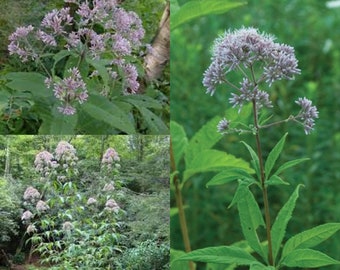 Seeds for planting, Eutrochium purpureum seeds, urple Joe-Pye, kidney-root, sweet Joe-Pye, gravel root, feverweed, ~ bulk wholesale seed.