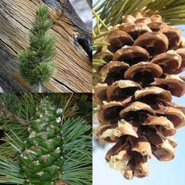 Seeds for planting, Pinus flexilis seeds, Limber Pine, Rocky Mountain White Pine,~ bulk wholesale seed.