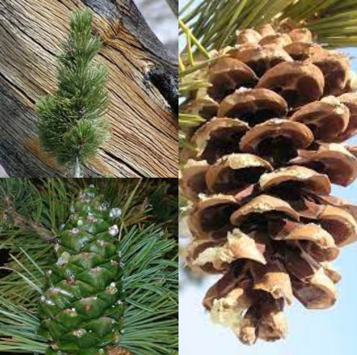 Seeds for Planting, Pinus Flexilis Seeds, Limber Pine, Rocky Mountain ...