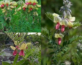 Seeds for planting, Tephrosia virginiana seeds, goat-rue, goat's rue, catgut, rabbit,~ bulk wholesale seed.