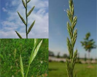 Seeds for planting, Lolium multiflorum seeds,  Italian Rye-grass, Italian Ryegrass, Italian Rye Grass,~ bulk wholesale seed.
