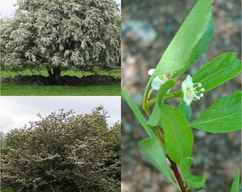 Seeds for planting, Crataegus saligna seeds, Willow Hawthorn, ~ bulk wholesale seed.