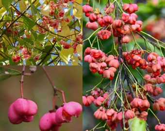 Seeds for planting, Euonymus maackii seeds, Broadleaf Euonymus, Hamilton's Spindle Tree,~ bulk wholesale seed.