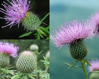 Seeds for planting, Cirsium altissimum seeds, tall thistle, roadside thistle, ~ bulk wholesale seeds.