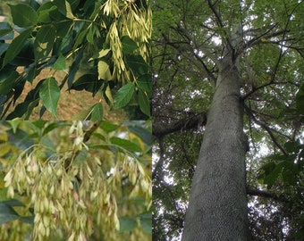 Seeds for planting, Fraxinus chinensis seeds, Chinese Ash,~ bulk wholesale seed.