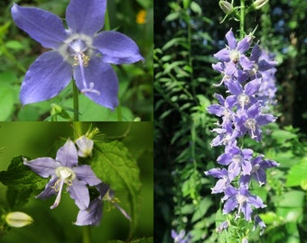 Seeds for planting, Campanula americana seeds, bellflower, tall bellflower, ~ bulk wholesale seed.