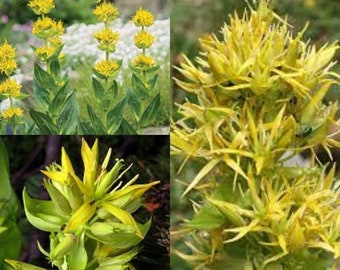 Seeds for planting, Gentiana lutea seeds, Yellow Gentian, ~ bulk wholesale lot 56 seed.