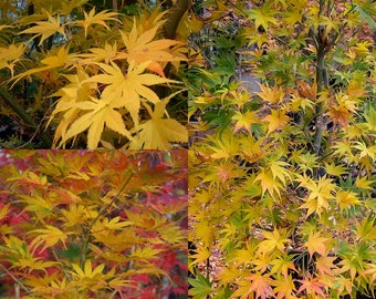 Seeds for planting, Acer palmatum matsumurae Ki hachijo dry seed, Ki hachijo Japanese Maple,~ bulk wholesale seeds.