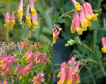 Seeds for planting, Corydalis sempervirens seeds, pale corydalis, ~ bulk wholesale seed.