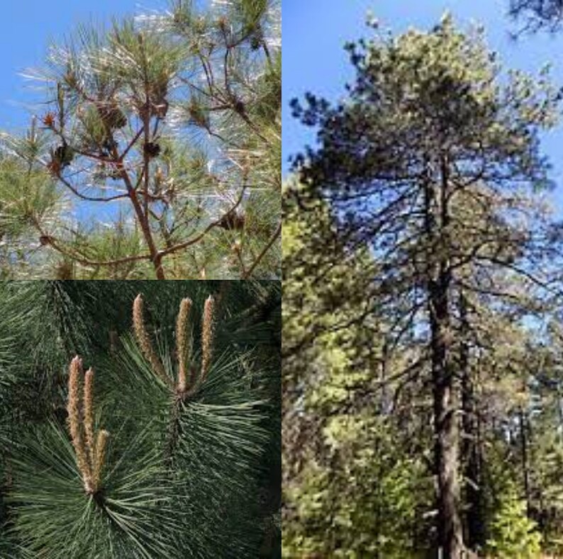 Seeds for planting, Pinus durangensis seeds, Durango Pine, bulk wholesale seed. image 1