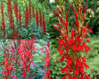 Seeds for planting, lobelia cardinalis seeds, cardinal flower,~ bulk wholesale seed.
