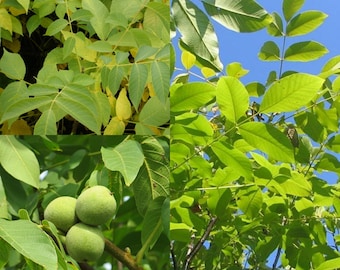 Seeds for planting, Juglans regia Carpathian seeds, Carpathian English Walnut,~ bulk wholesale seed.