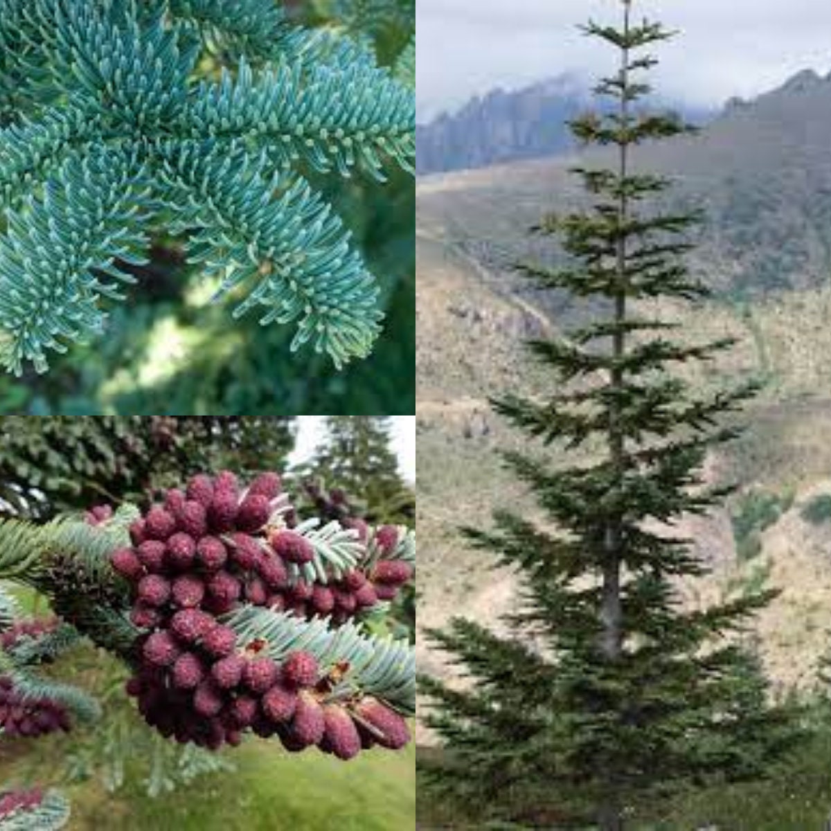 abies procera ノーブルもみ　アビエスプロセラ　プンゲンストウヒ　苗 Abies procera 'Obrighofen' Noble Fir | Conifer Kingdom