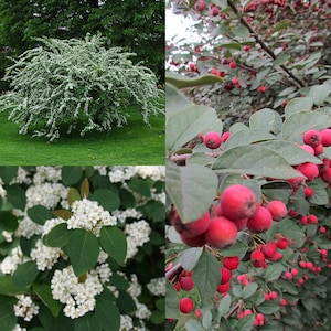 May include: A collage of four images showing different types of flowering shrubs. The top left image shows a shrub with white flowers. The top right image shows a shrub with red berries. The bottom left image shows a shrub with white flowers. The bottom right image shows a shrub with red berries.