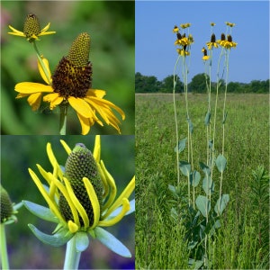 May include: A close-up of a yellow coneflower with a brown center. The flower is in bloom and has a long stem. The background is a blurred green.