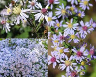 Seeds for planting, Symphyotrichum cordifolium seeds, Heart-leaved aster, Blue wood aster,~ bulk wholesale lot 500 seed.