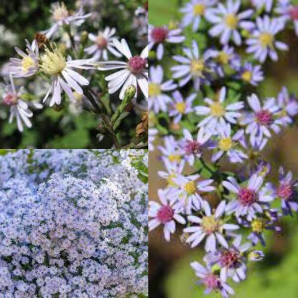 Blue Wood Aster Plant - Etsy