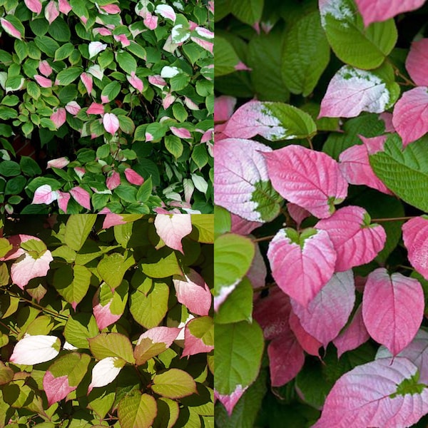 Seeds for planting, Actinidia kolomikta seeds, variegated kiwi vine, Artic Kiwi, Kiwi, Kolomikta Vine,~ bulk wholesale seed.