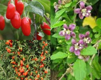 Seeds for planting, Lycium chinense seeds, Chinese Desert-thorn, Chinese Matrimony Vine,~ bulk wholesale seed.