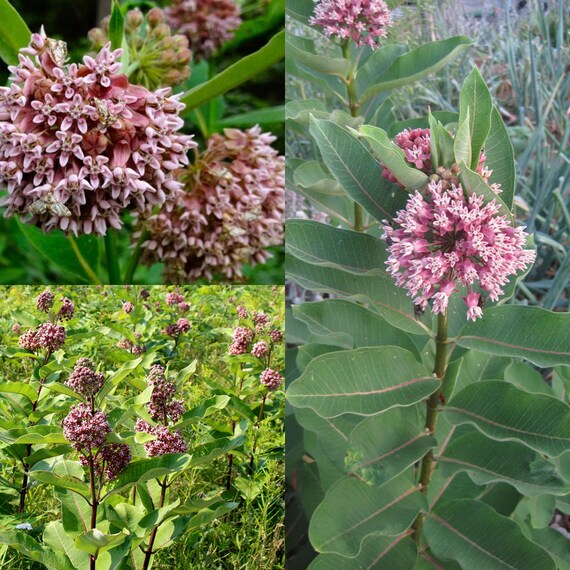 Seeds for planting, Asclepias syriaca seeds, common milkweed, butterfly  flower, silkweed, Virginia silkweed, ~ bulk wholesale seed.