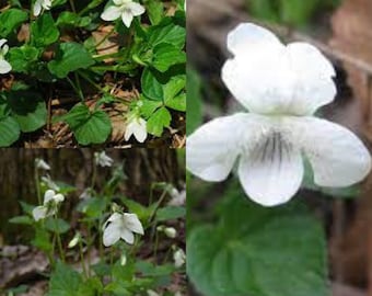 Seeds for planting, Viola striata seeds, pale violet, cream violet, striped violet,~ bulk wholesale lot 25 seed.