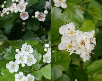 Seeds for planting, Crataegus laevigata seeds, Smooth Hawthorn, English Hawthorn, Midland Hawthorn,~ bulk wholesale seeds.