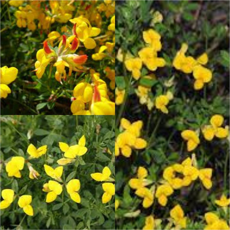 Seeds for planting, Lotus corniculatus seeds, Bird's-foot Trefoil, Birdsfoot Trefoil, Birdfoot Deervetch, bulk wholesale seeds. image 1