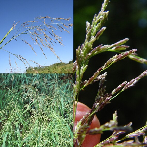 Seeds for Planting Glyceria Grandis Seeds Reed Manna Grass Etsy