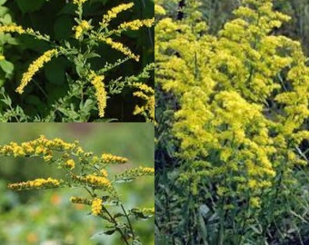 Seeds for planting, Solidago ulmifolia seeds, Elmleaf Goldenrod, Elm-leaved Goldenrod,~ bulk wholesale lot 800 seed.