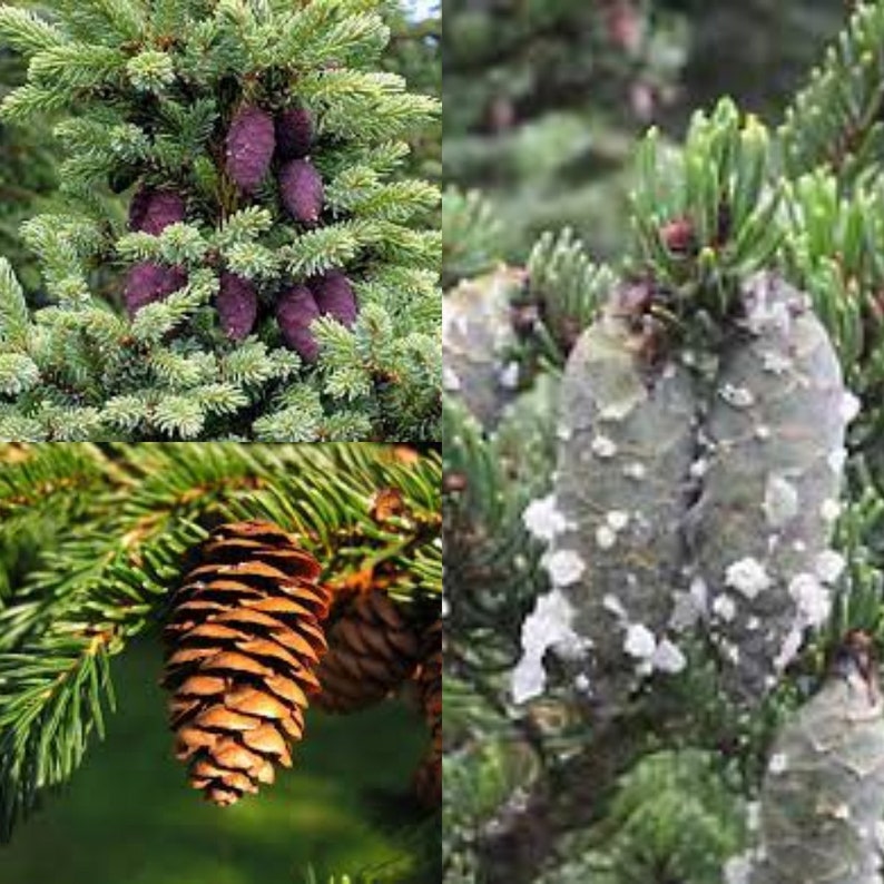 Seeds for planting, Picea mariana x rubens seeds, x Red Spruce Hybrid, bulk wholesale seed. image 1